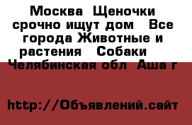 Москва! Щеночки срочно ищут дом - Все города Животные и растения » Собаки   . Челябинская обл.,Аша г.